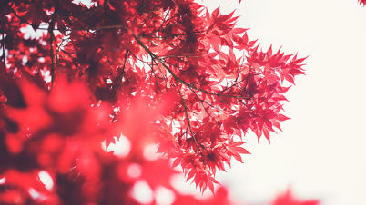 11月／紅葉ドライブ